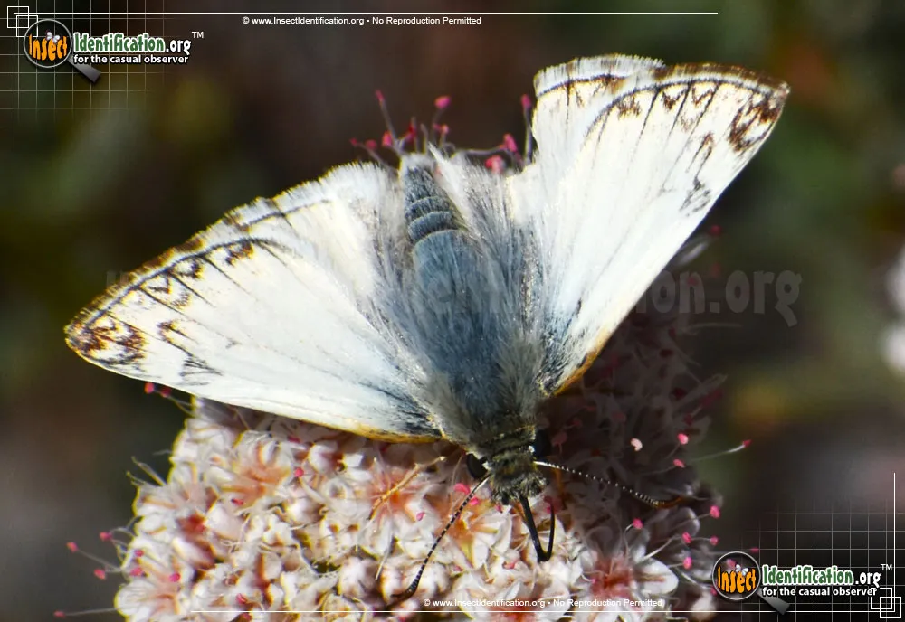 Northern White-Skipper - photo 5
