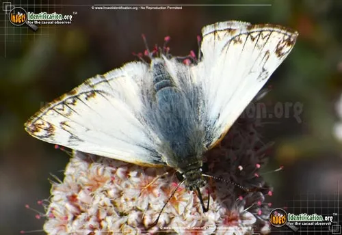 Northern White-Skipper - photo 6