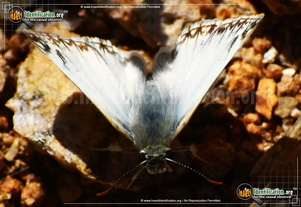 Northern White-Skipper - photo 7