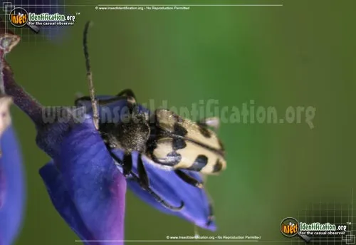 Notch-tipped Flower Longhorn Beetle - photo 2