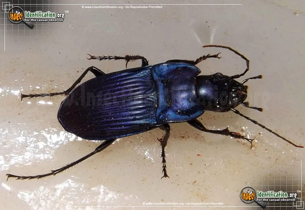 Notched-mouth Ground Beetle - Dicaelus purpuratus