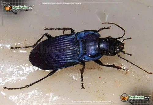 Notched-mouth Ground Beetle - photo 2