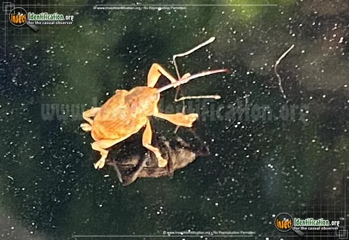 Nut and Acorn Weevil - photo 2