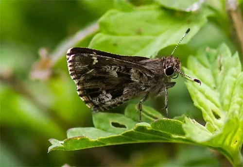Nysa Roadside Skipper - photo 2