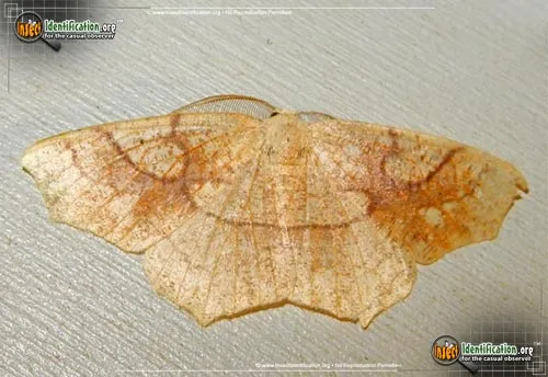 Oak Besma - photo 2
