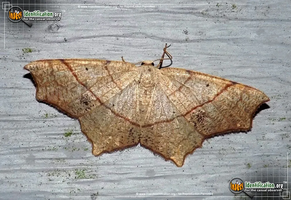 Oak Besma - photo 3