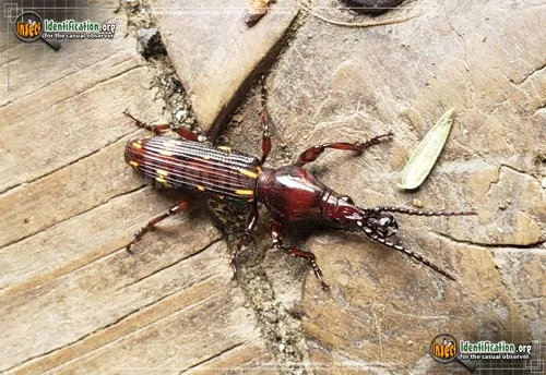 Oak Timberworm Weevil - photo 2