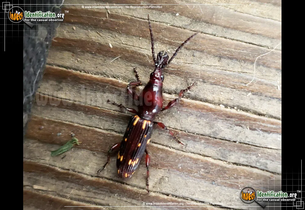 Oak Timberworm Weevil - photo 3