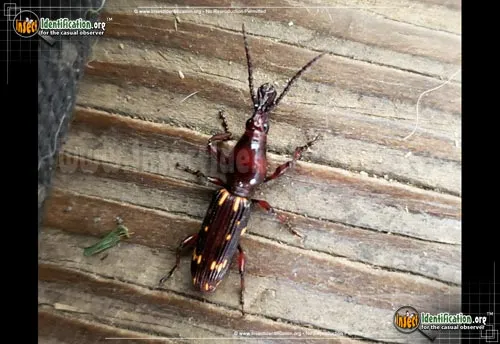 Oak Timberworm Weevil - photo 4