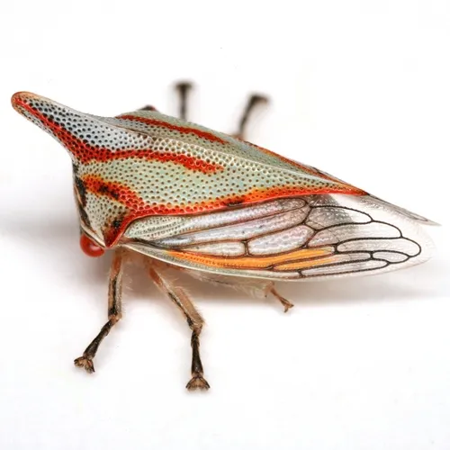 Oak Treehopper