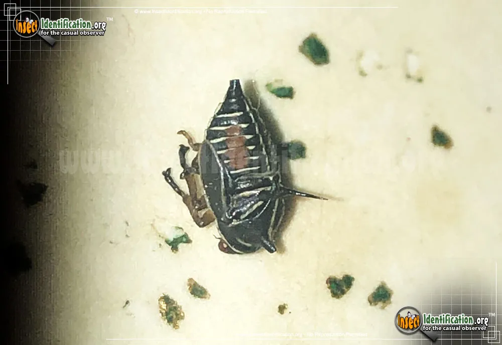 Oak Treehopper - photo 4