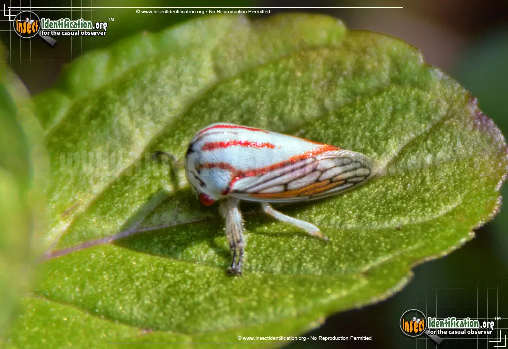 Oak Treehopper - photo 8