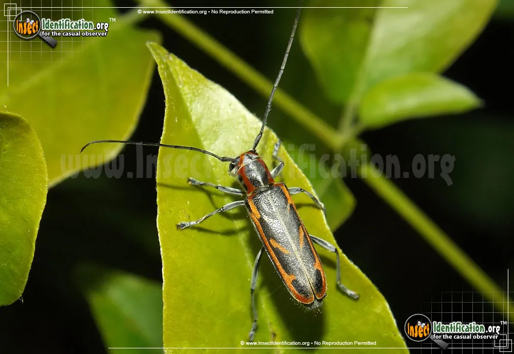Oblique-banded Longhorn Beetle