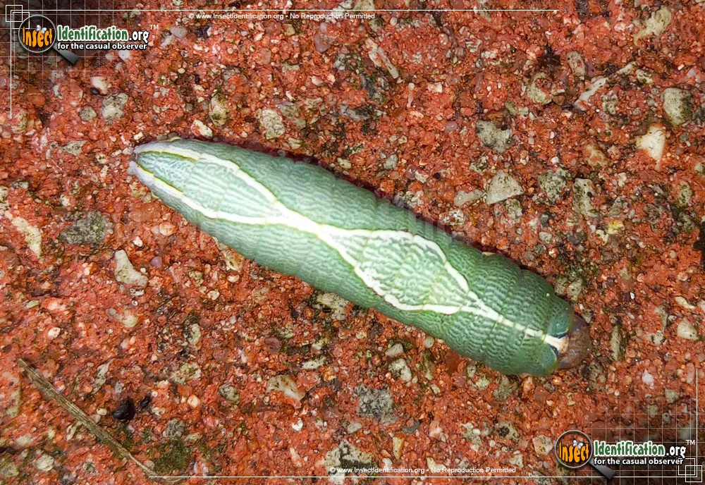 Oblique Heterocampa Moth - photo 3