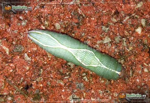 Oblique Heterocampa Moth - photo 4
