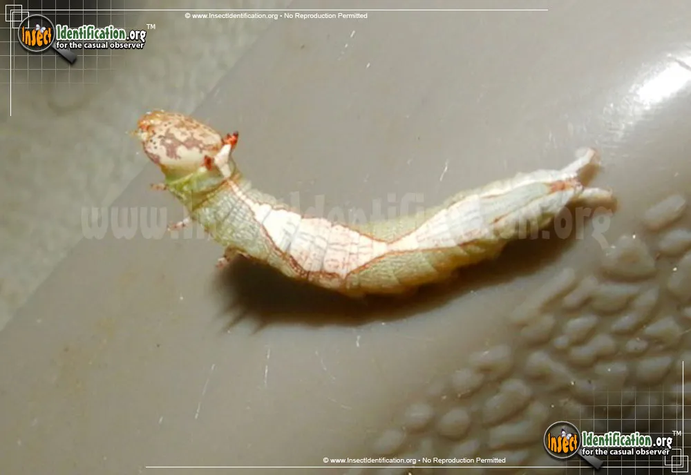 Oblique Heterocampa Moth - photo 5
