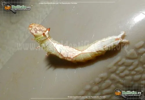 Oblique Heterocampa Moth - photo 6