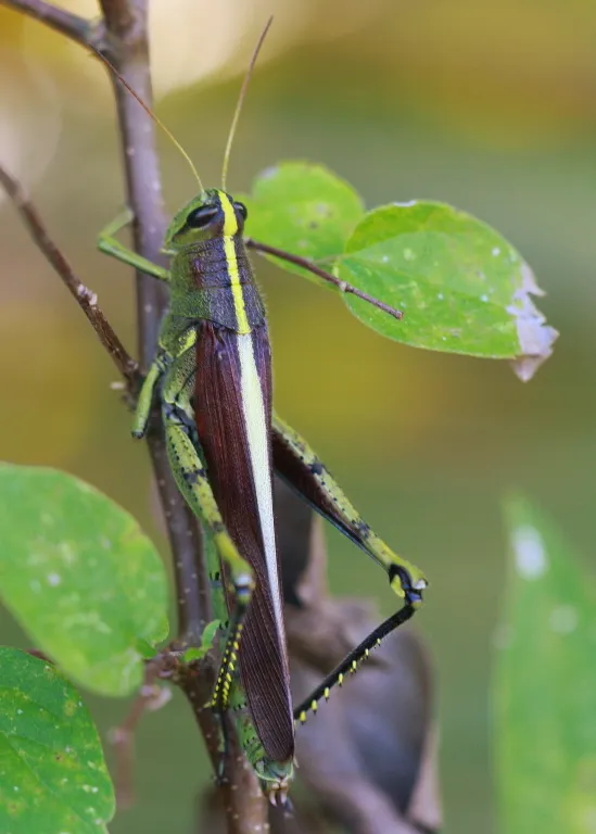 Obscure Bird Grasshopper - photo 3