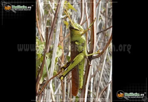 Obscure Bird Grasshopper - photo 4