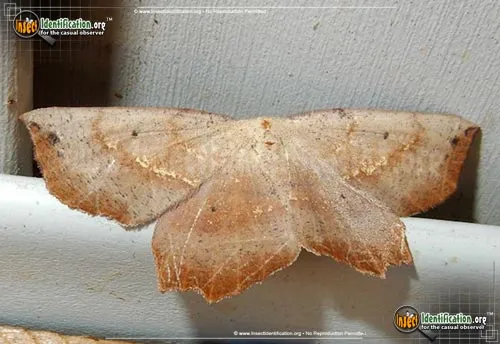 Obtuse Euchlaena Moth - photo 2