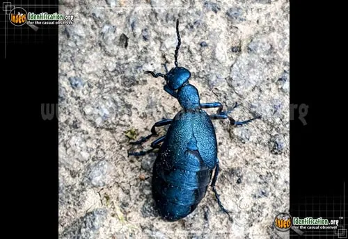 Oil Beetle - photo 2
