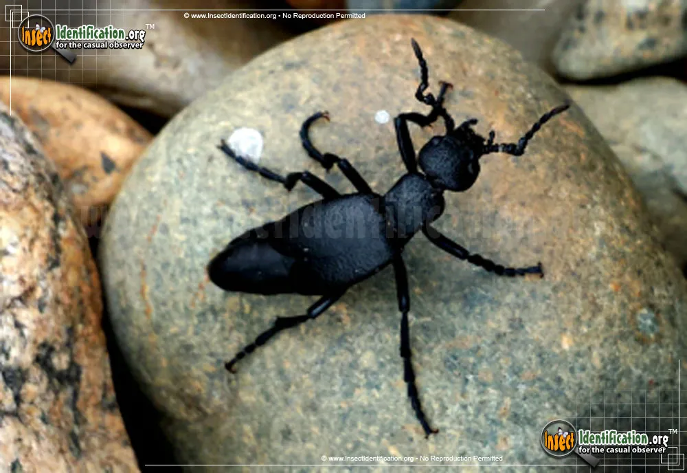 Oil Beetle - photo 3