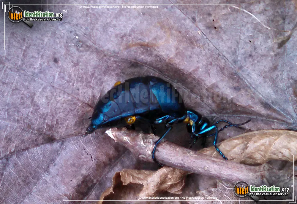 Oil Beetle - photo 5