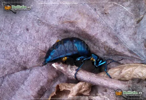 Oil Beetle - photo 6
