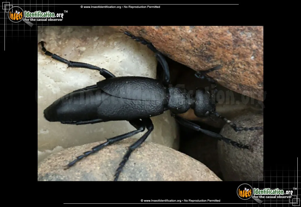Oil Beetle - photo 7