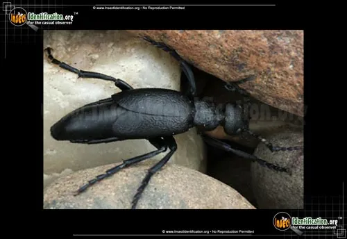 Oil Beetle - photo 8