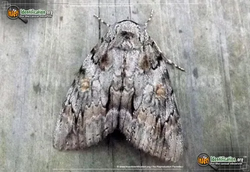 Oldwife Underwing - photo 2