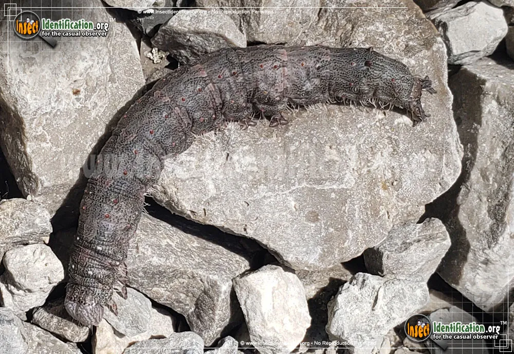 Oldwife Underwing - photo 5
