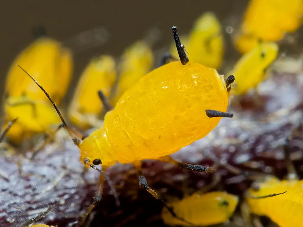 Oleander Aphids - photo 2