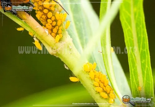 Oleander Aphids - photo 3