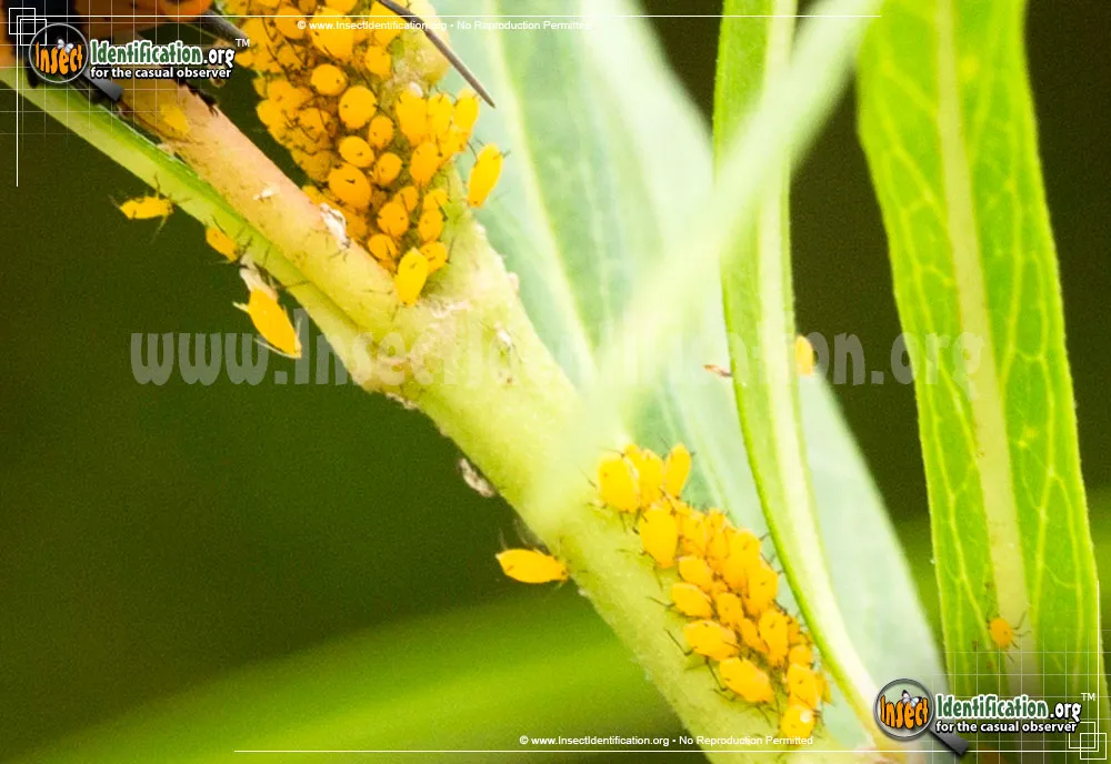 Oleander Aphids - photo 4