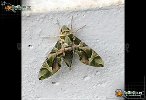 Oleander Hawk Moth - photo 2