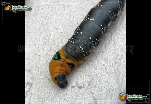 Oleander Hawk Moth - photo 8