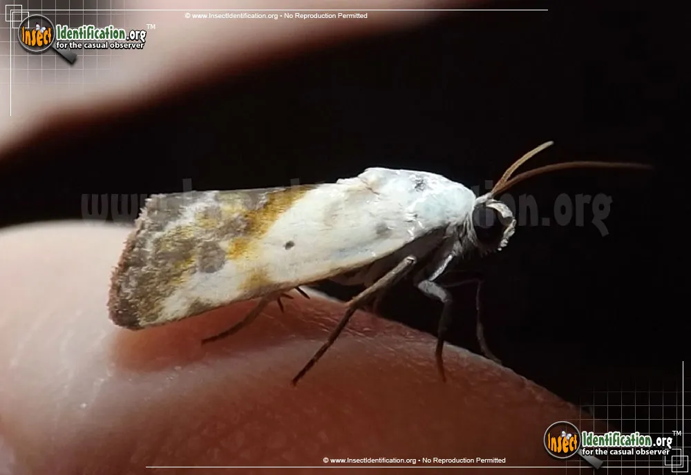 Olive-shaded Bird-dropping Moth