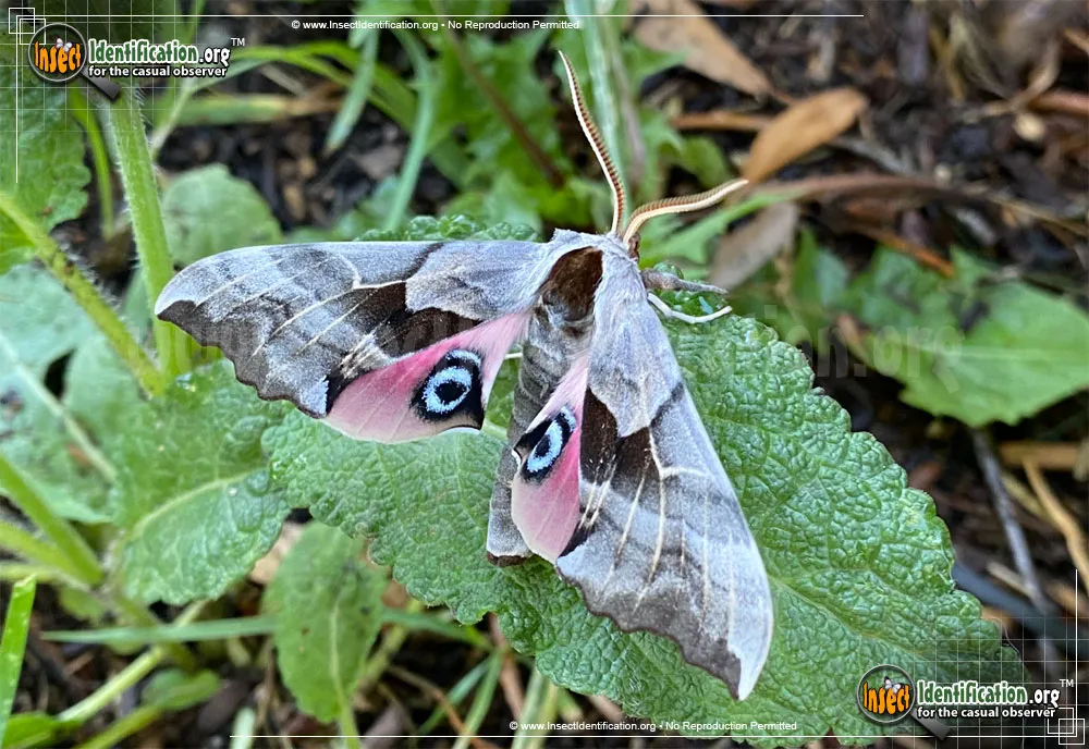 One-eyed Sphinx Moth