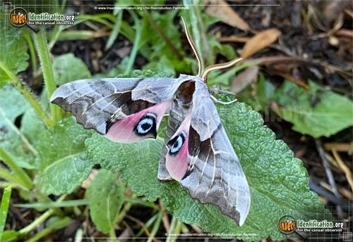 One-eyed Sphinx Moth - photo 2