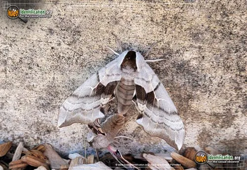 One-eyed Sphinx Moth - photo 4
