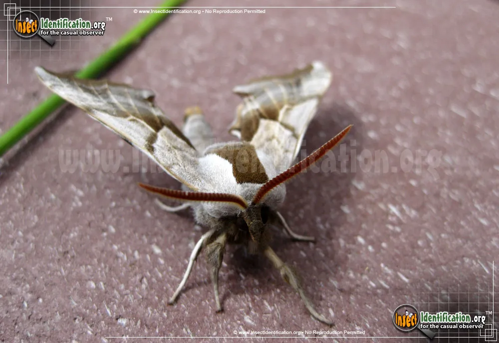 One-eyed Sphinx Moth - photo 5