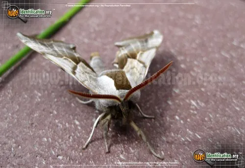 One-eyed Sphinx Moth - photo 6