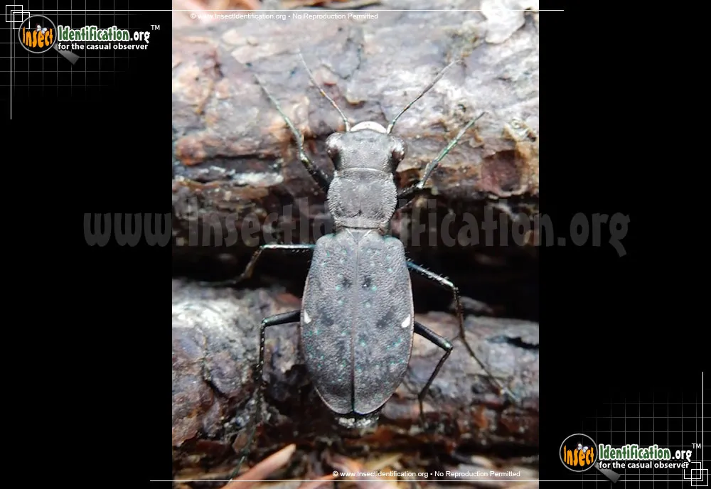 One-spotted Tiger Beetle