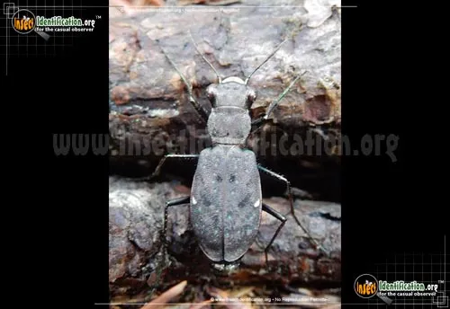 One-spotted Tiger Beetle - photo 2