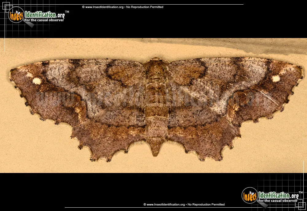 One-spotted Variant - Hypagyrtis unipunctata