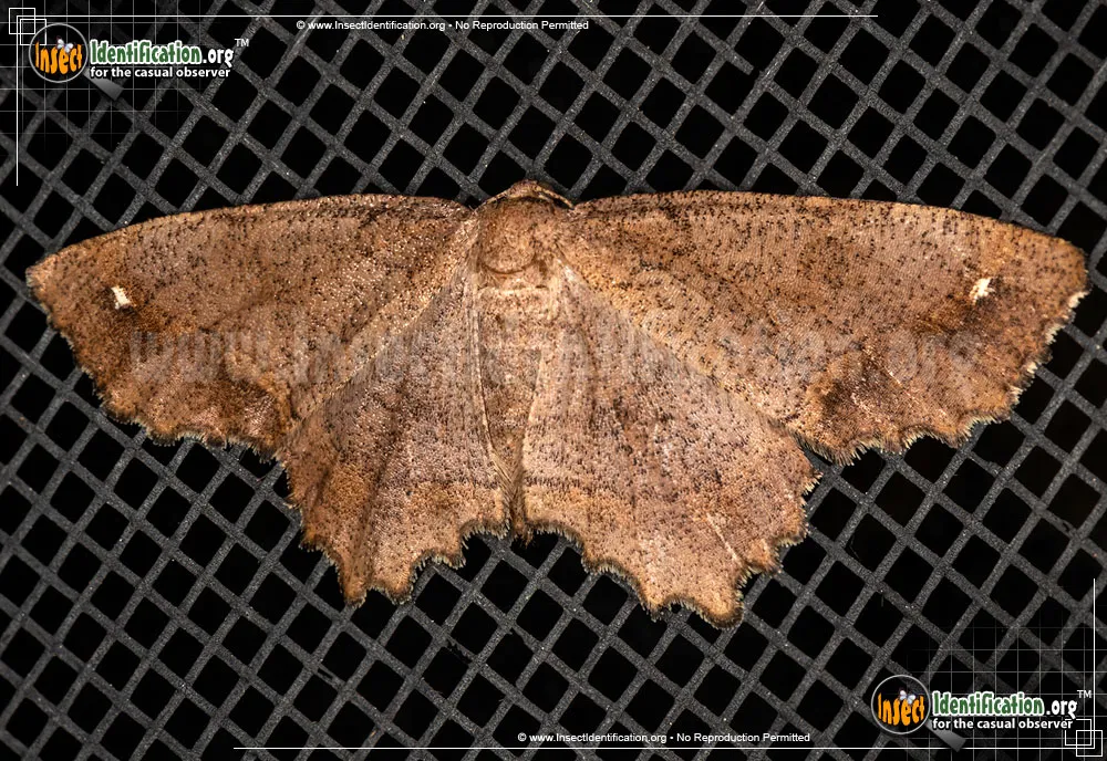 One-spotted Variant - photo 3