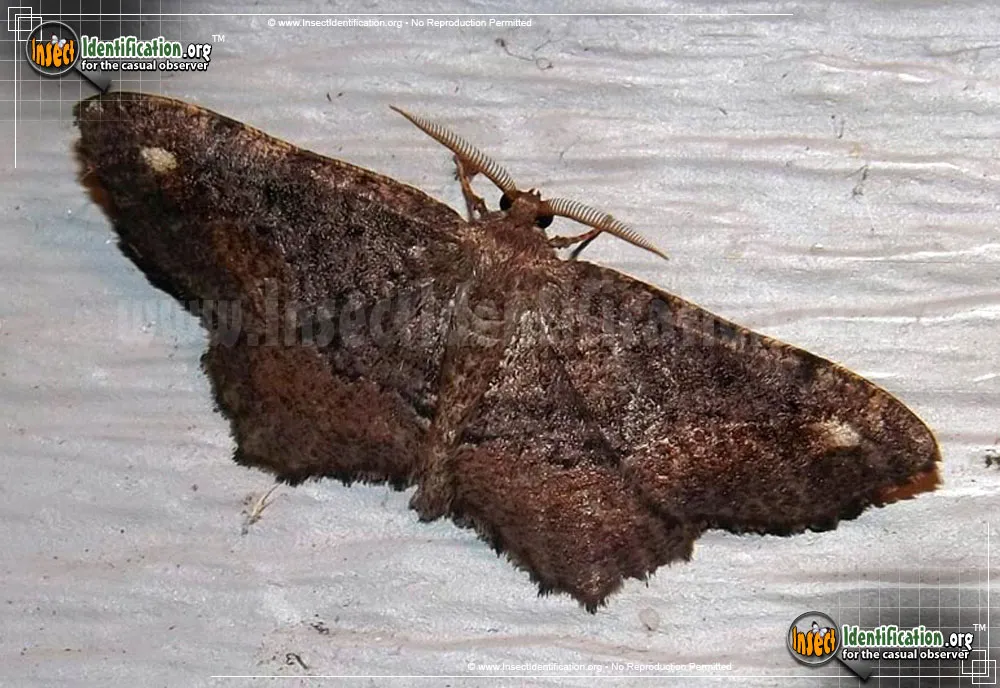 One-spotted Variant - photo 5