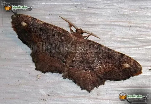 One-spotted Variant - photo 6