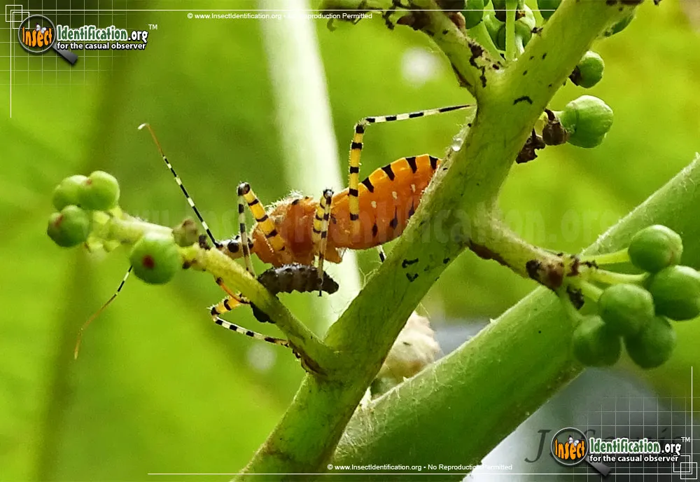 Orange Assassin Bug